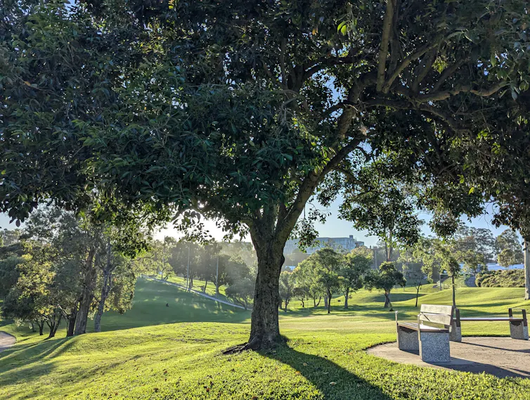 A large tree and picnic benches on a hill with views of green, leafy Victoria Park / Barrambin