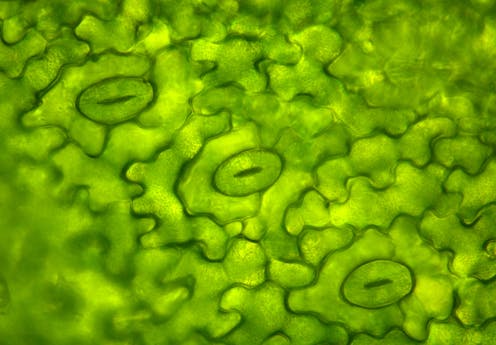 Plants breathe with millions of tiny mouths. We used lasers to understand how this skill evolved