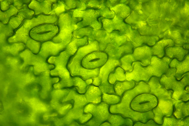 Green image of squiggles and mouth-like shapes.