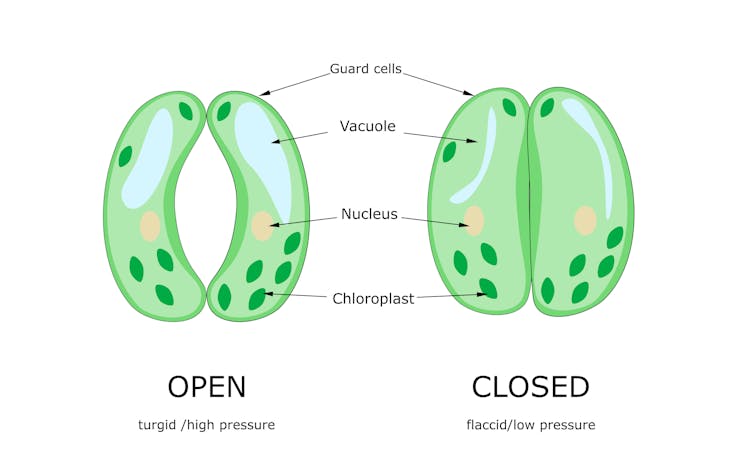 Diagram showing the open and closed states of a stomata pore.