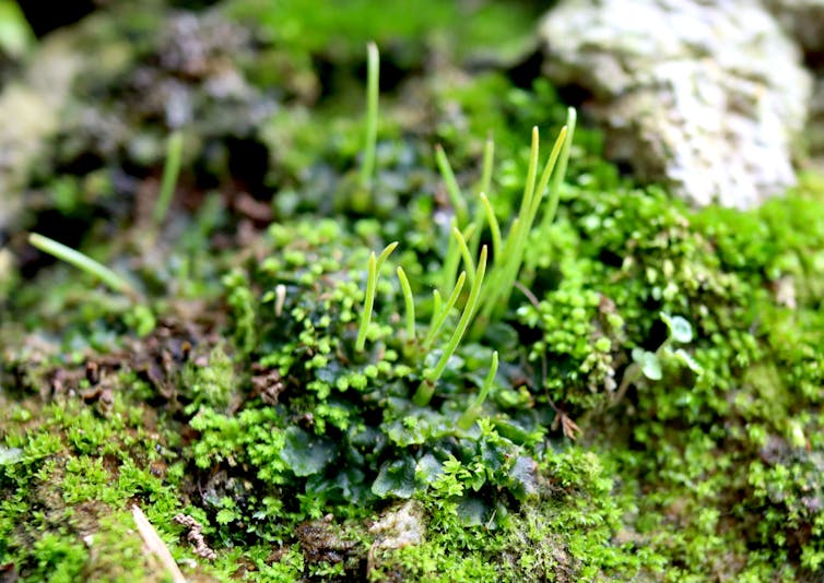 Photo of a hornwort, a small green plant.