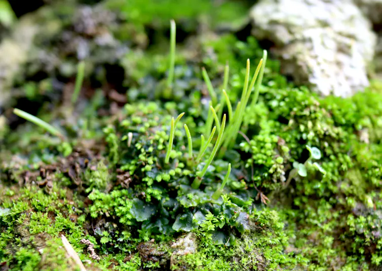 Photo of a hornwort, a small green plant.