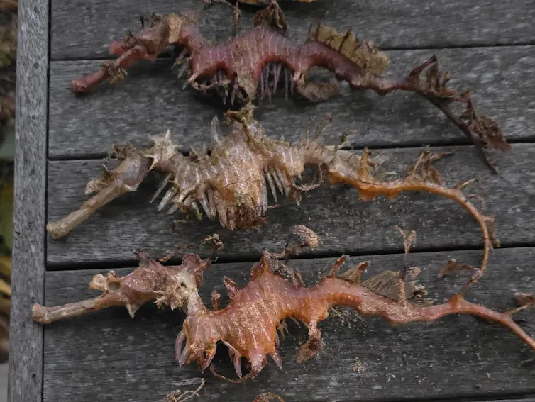 Dead leafy seadragons on a wooden surface after having washed up on the beach.