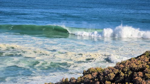our tests reveal the tiny algae killing fish and harming surfers on SA beaches