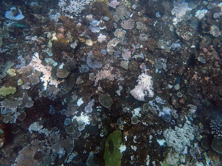 bleaching coral on reef slope at Ningaloo.