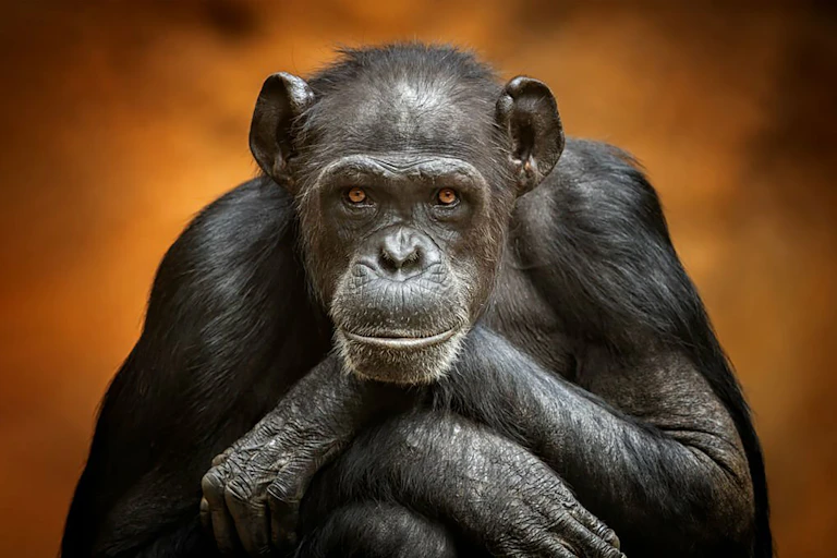 Chimpanzee gazes into camera