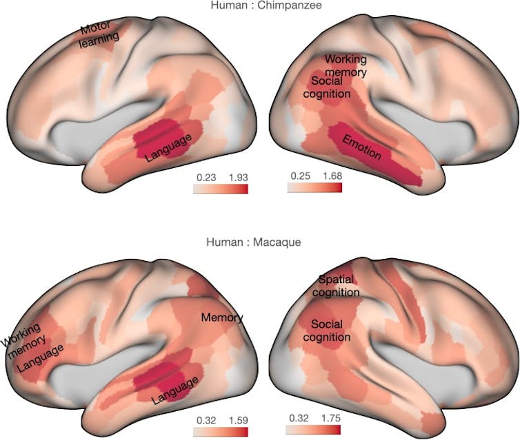 Diagram comparing human brain with chimpanzee and macaque