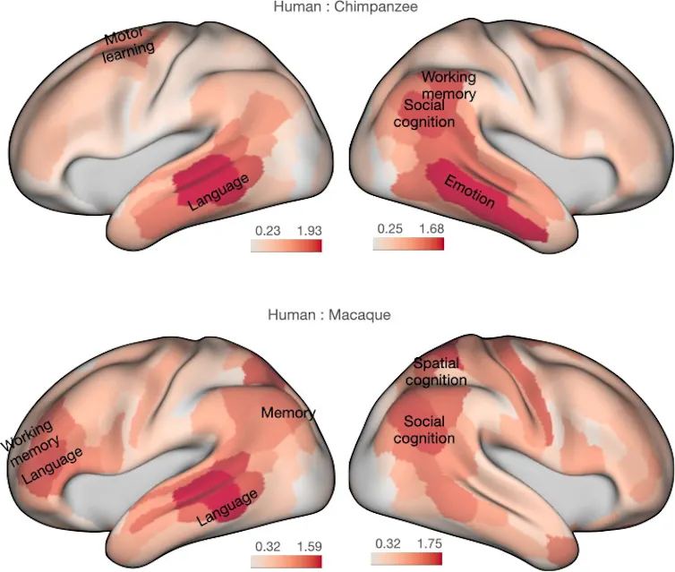 Diagram comparing human brain with chimpanzee and macaque