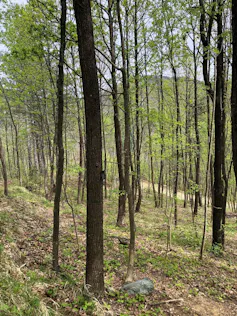 trees in woodland