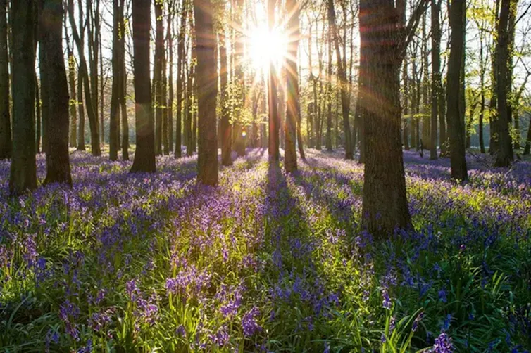 bluebells growing in woodland