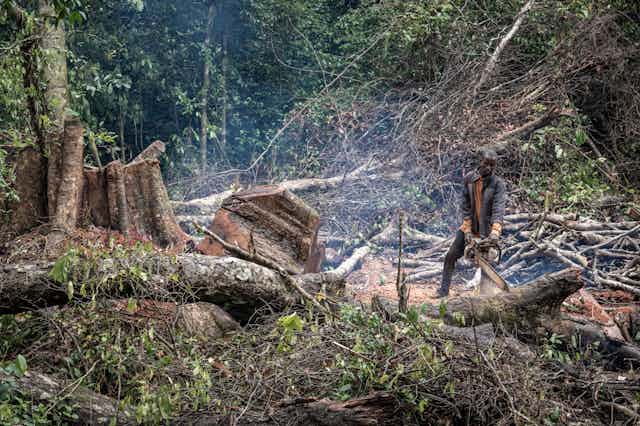 A person uses a chain saw to cut logs next to a massive tree stump.