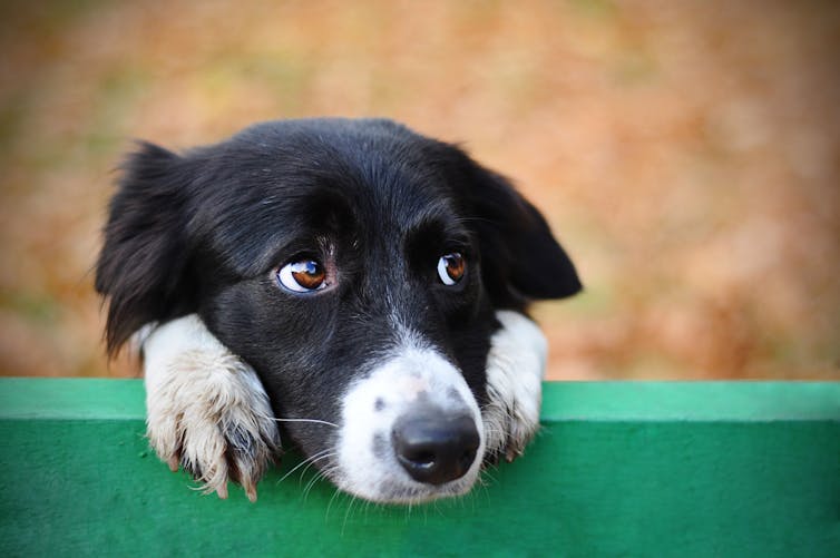 Border collie dog rests paws and head on a fence.