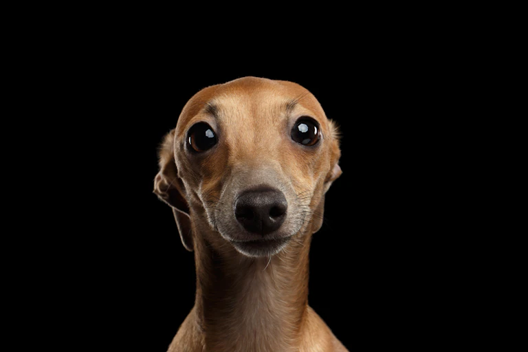Close up of Italian greyhound against dark background