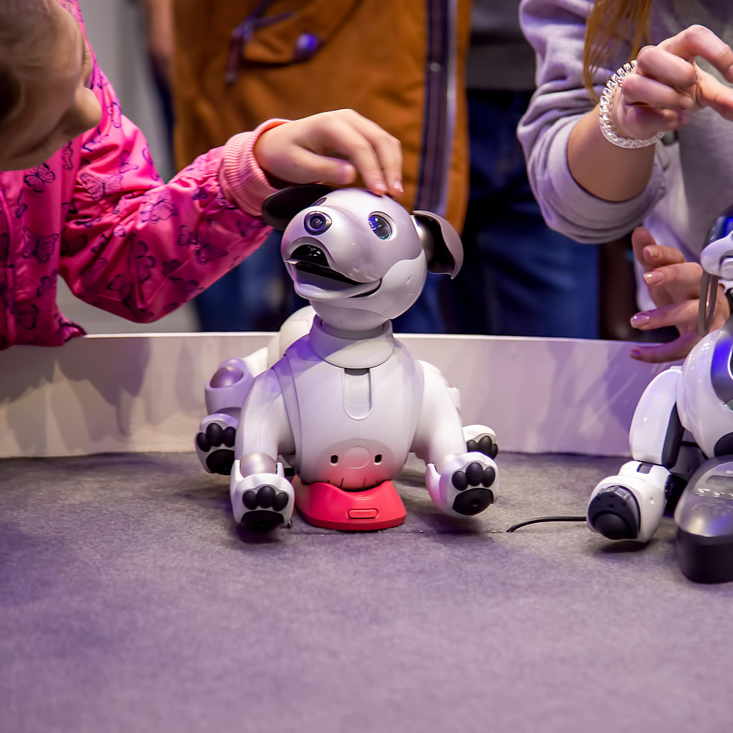 People play with two robotic dogs.