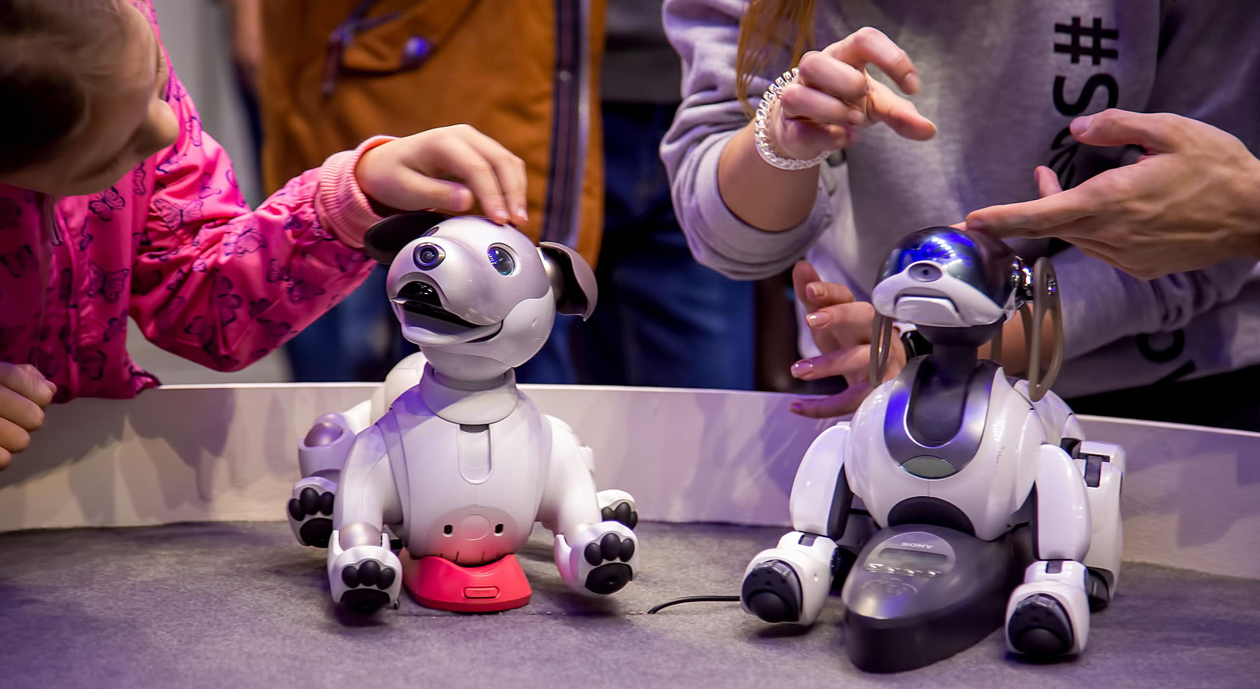 People play with two robotic dogs.