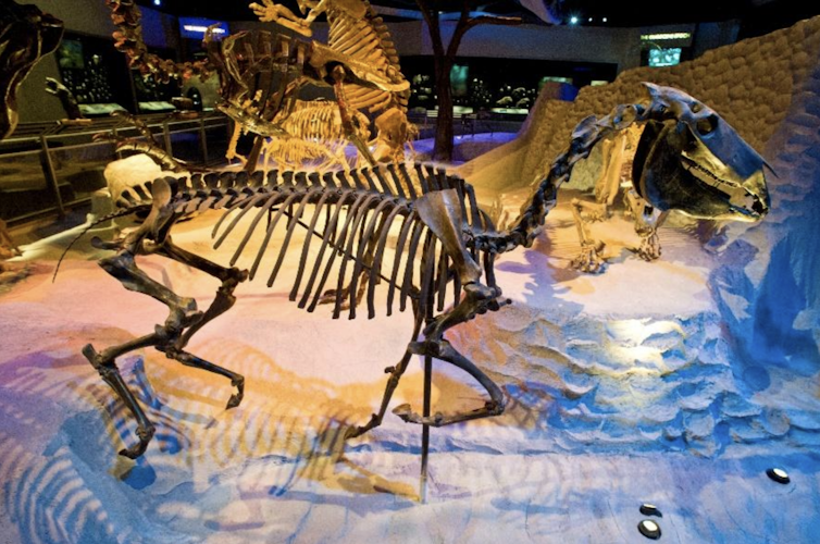A horse skeleton constructed from fossilized bones, on display at a museum
