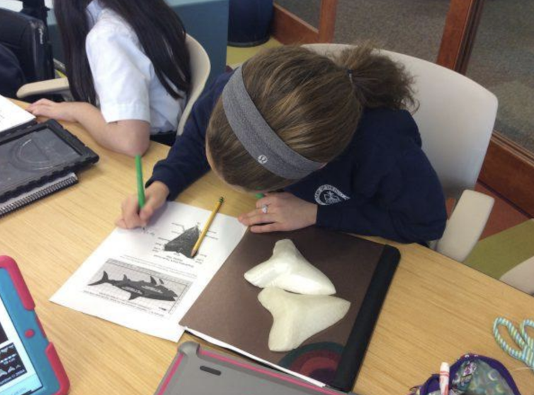A student writing on a worksheet with a photo of a shark and a shark tooth. Next to her are two large fossil shark teeth.
