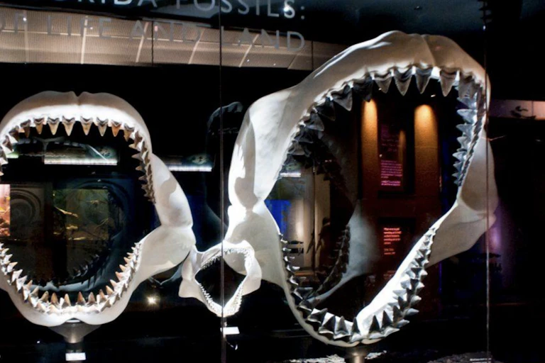 Two fossil jaws of large sharks.