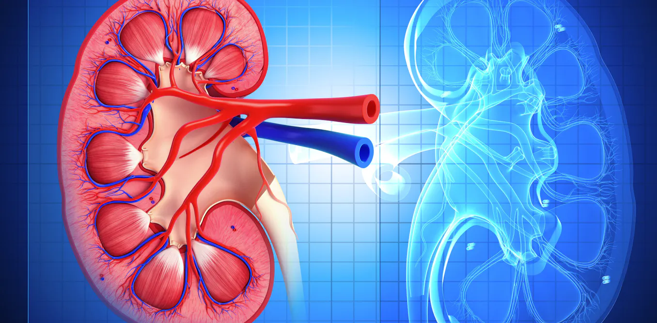 Chronic kidney disease often goes undiagnosed, but early detection can prevent severe outcomes Chronic kidney disease often goes undiagnosed, but early detection can prevent severe outcomes