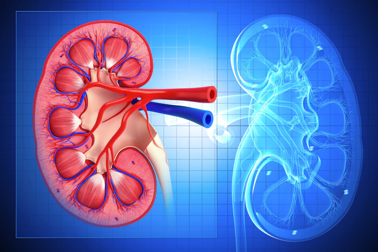 An illustration of a healthy kidney