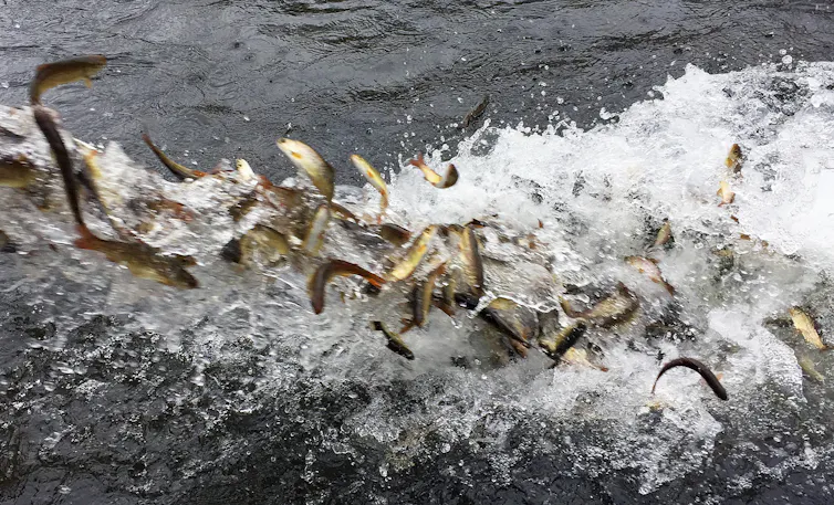 A flow of water carries young fish into a river.