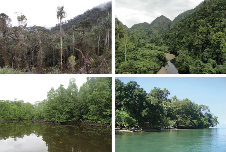 A montage of images showing the places people settled in West Papua, including montane cloud forests (upper left), lowland rainforests (upper right), mangrove swamps (lower left) and coastal beaches (lower right).