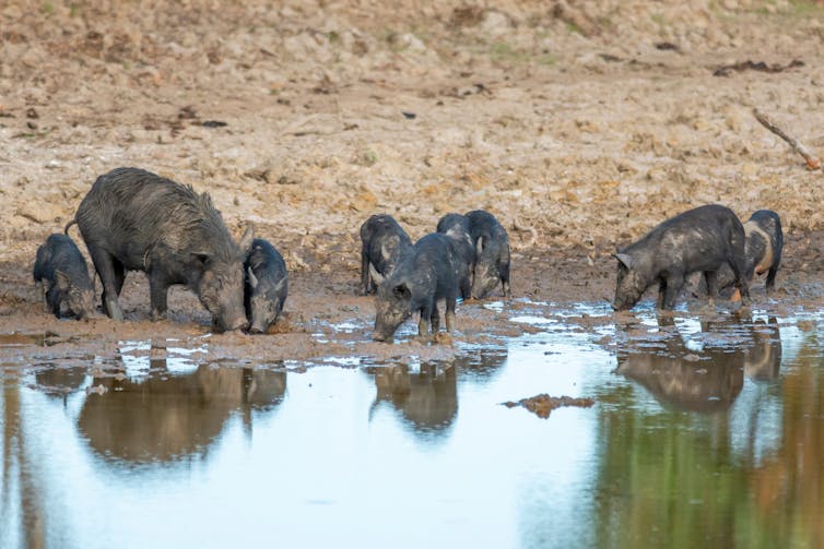 feral pigs drinking at waterhole in Cape York.
