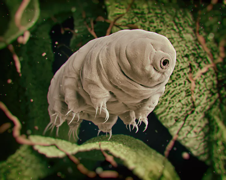 Illustration of a tiny animals with a snout like feature in its face