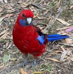 A parrot.