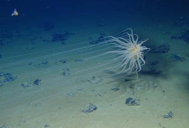 Um invertebrado aquático que se parece com uma estrela flutuante ou um girassol subaquático flutua sobre nódulos no fundo do mar.