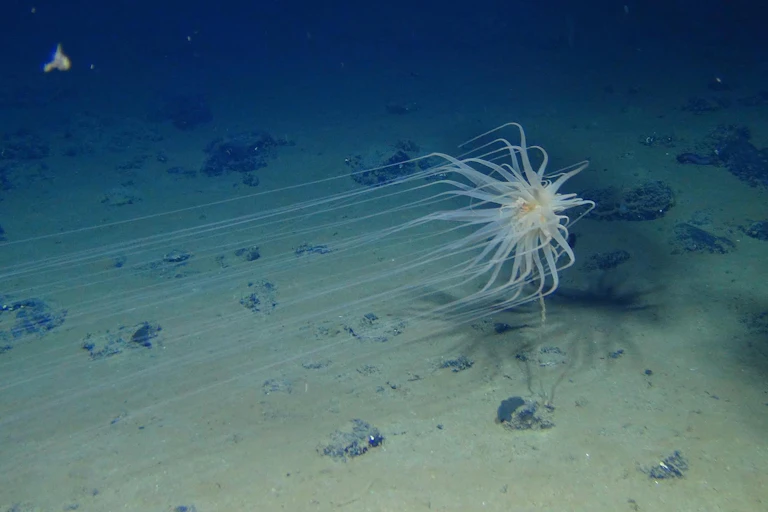 Um invertebrado aquático que se parece com uma estrela flutuante ou um girassol subaquático flutua sobre nódulos no fundo do mar.