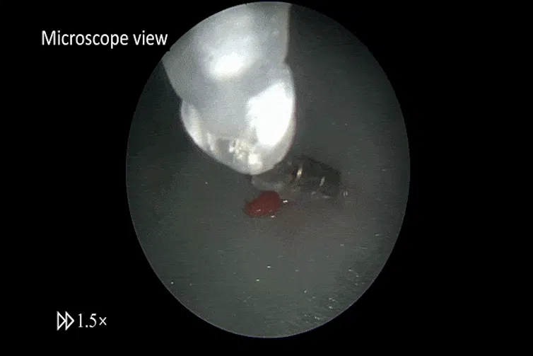 Microscope video showing tiny grippers picking up a lump of raspberry.
