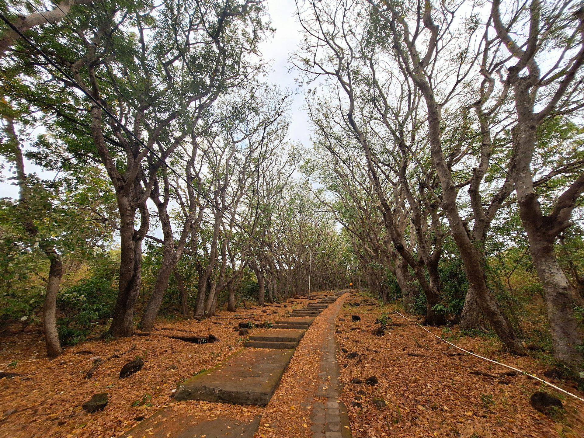 Tumbuhan ternyata juga bisa berpuasa: Bagaimana caranya?