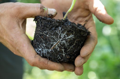 From trading nutrients to storing carbon: 5 things you didn’t know about our underground fungi