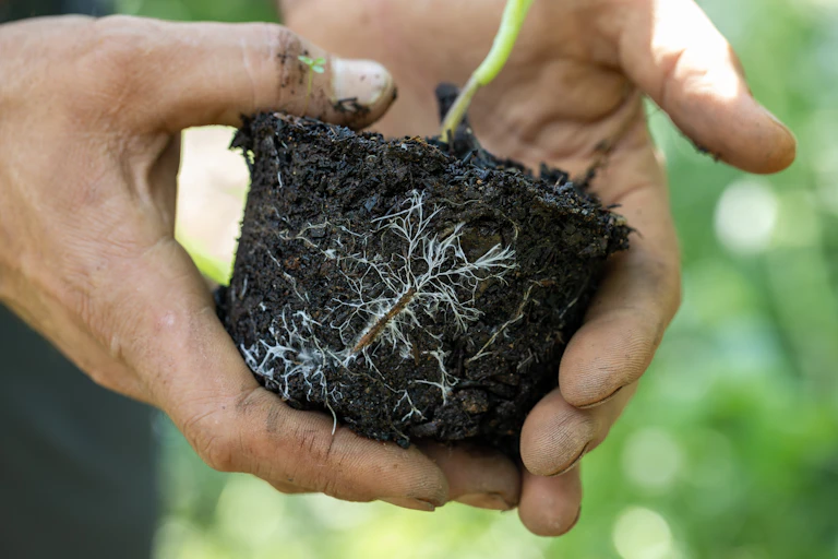 hands holding seedling with mycelium