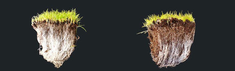 figure showing two plants, one with AM fungi and one without.