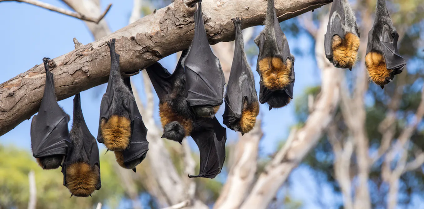 Batcach What is Australian bat lyssavirus? Can I catch it from bat poo? What if ...