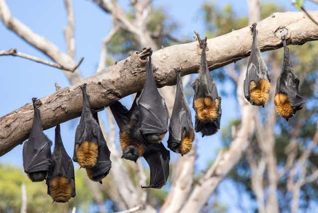 Australian bats roosting in tree