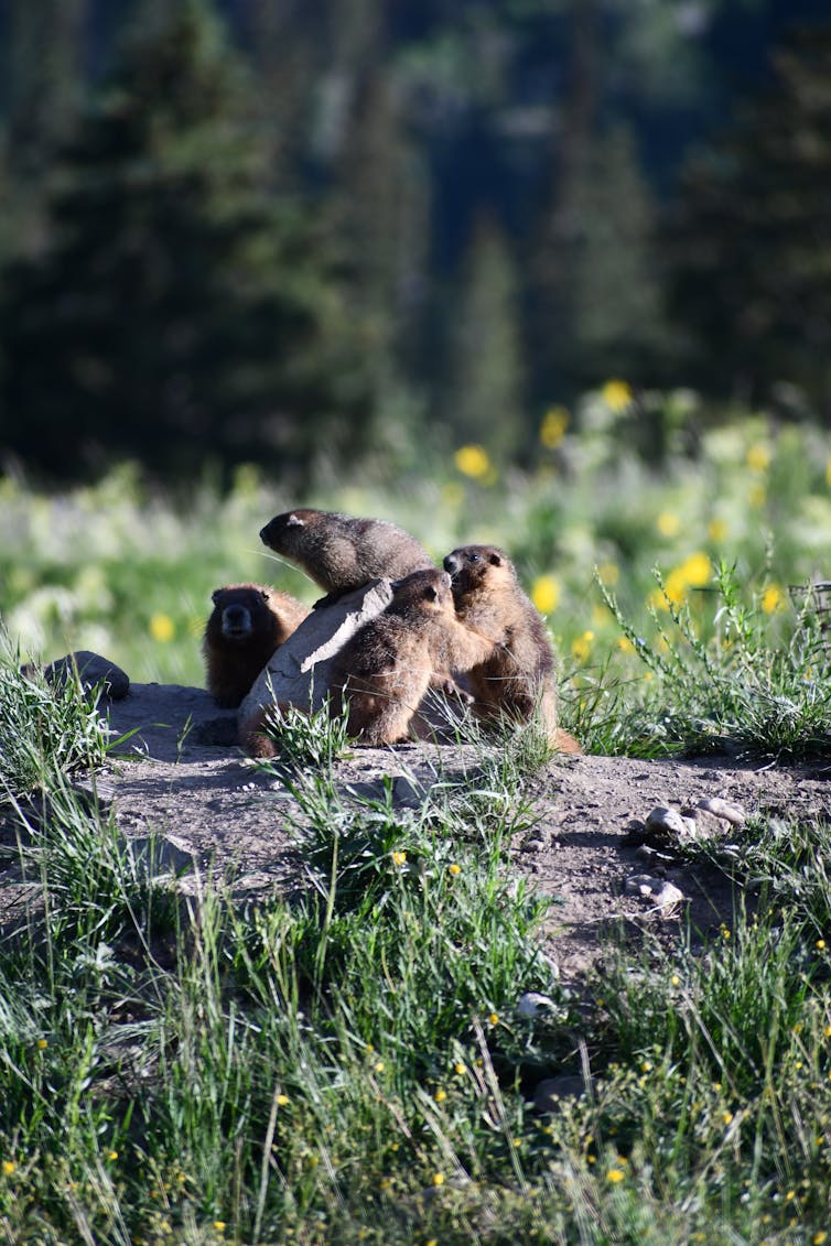 Cuatro pequeñas criaturas de piel juntas en la limpieza del prado