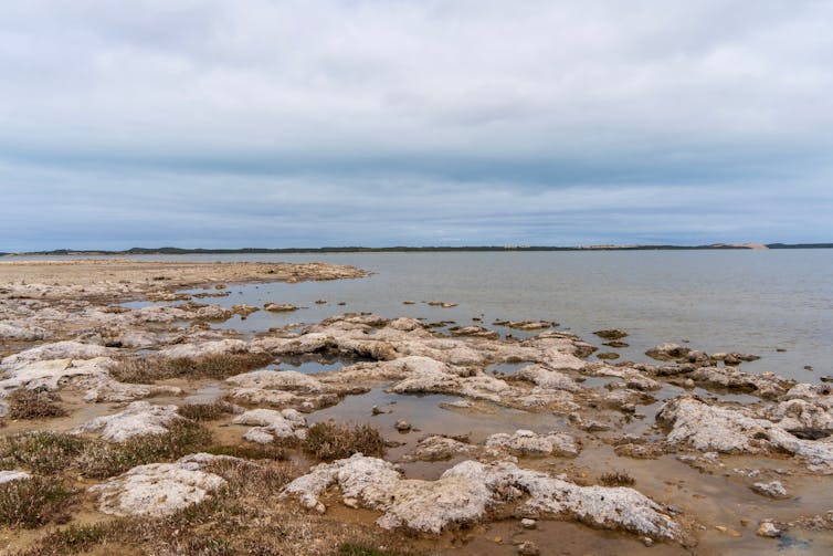 coorong saltwater lagoon