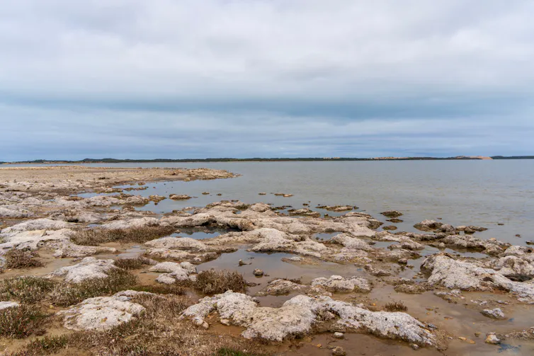 coorong saltwater lagoon