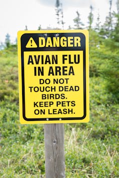 a sign with black text on a yellow background warning people about the avian flu and not to touch dead birds and to keep pets on a leash