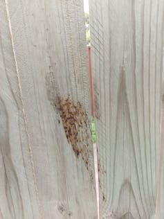 Bat Po on the fence