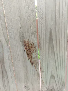Bat poo on a fence