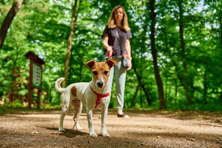 Woman taking dog for walk in park or forest