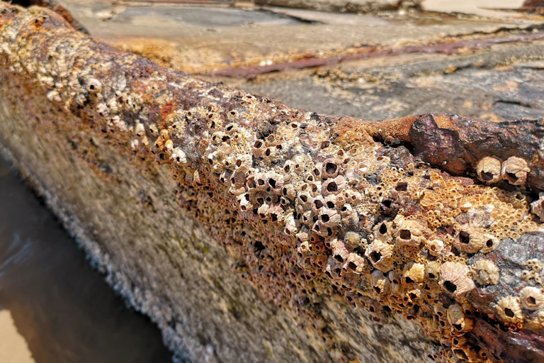 barnacles on rusty metal