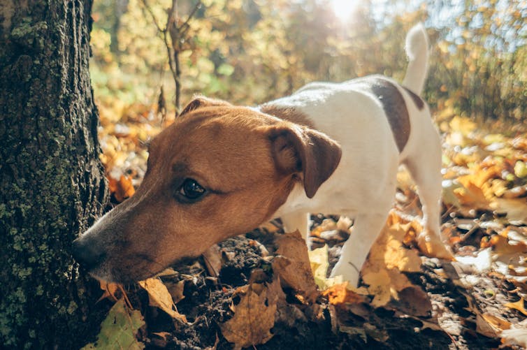 Terrier sniffing near tree