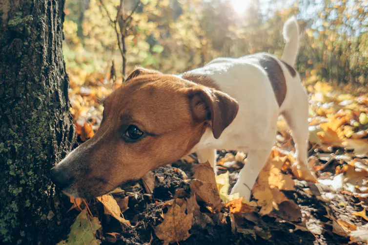 Terrier sniffing near tree
