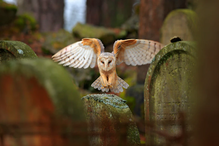 barn owl lands wings open on old gravestones