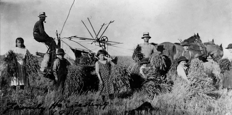 Black and white photo of a man sitting on a harvester while another man and several children holds bushels of wheat in a field